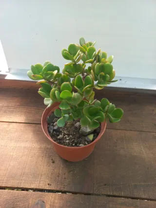 Planta Jade