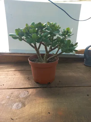 Planta Jade