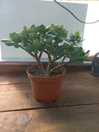 Planta Jade