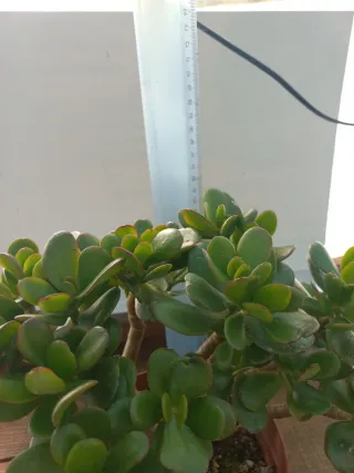 Planta Jade