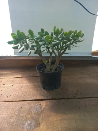 Planta Jade
