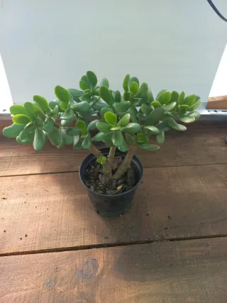 Planta Jade