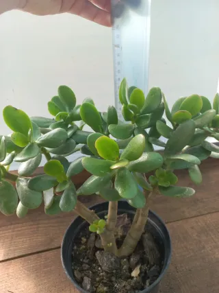 Planta Jade