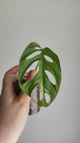 Monstera Adansonii Albo