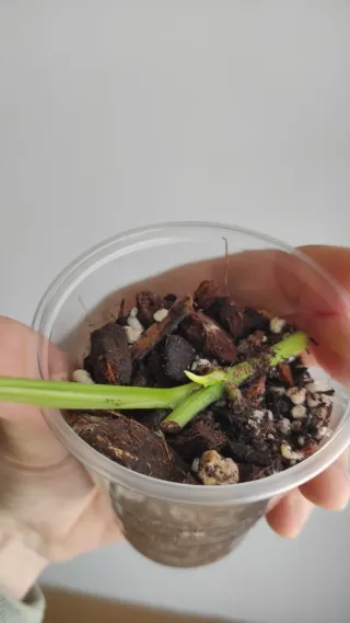 Monstera Adansonii Albo