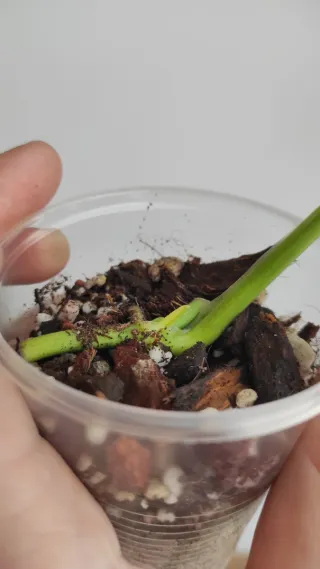 Monstera Adansonii Albo