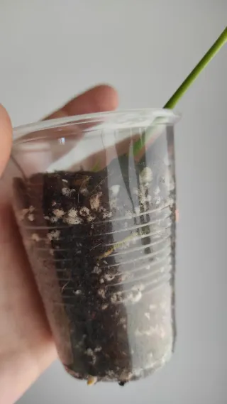 Monstera Adansonii Albo