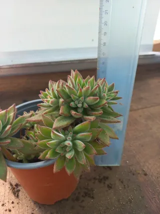 Planta suculenta "peluda"