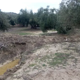 Poda de olivo