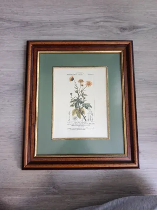 Quadro Botanico Cornice Legno