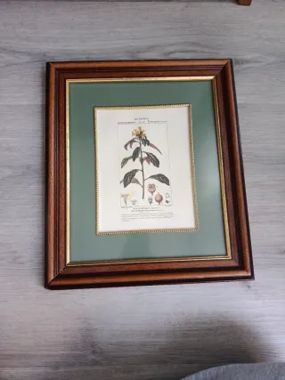 Quadro Botanico Cornice Legno