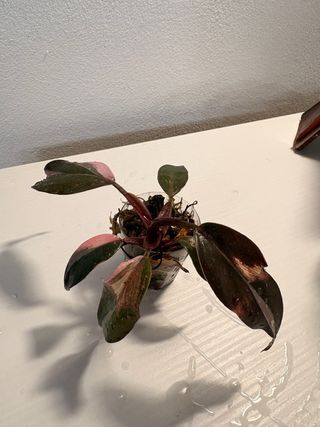 Philodendron Pink Princess