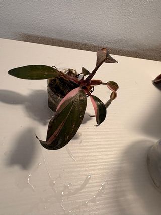 Philodendron Pink Princess