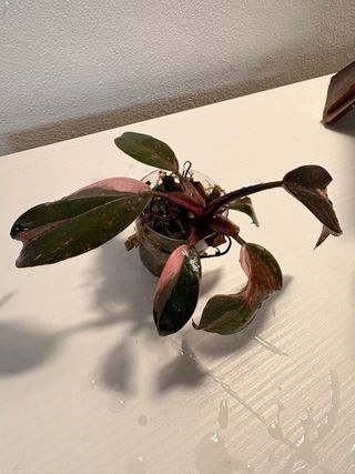 Philodendron Pink Princess