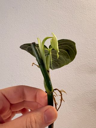 Philodendron Melanochrysum pianta
