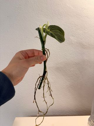 Philodendron Melanochrysum pianta