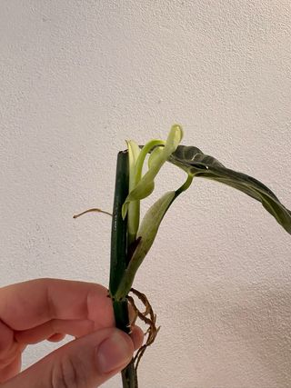 Philodendron Melanochrysum pianta