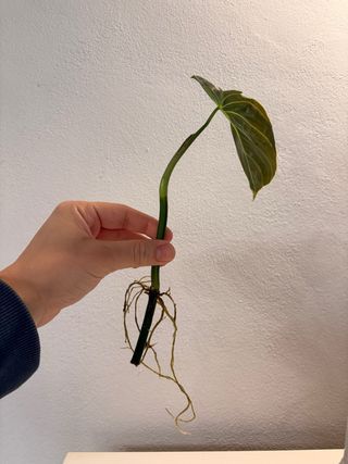 Philodendron Melanochrysum - Talea con radici