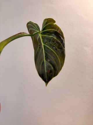 Philodendron Melanochrysum - Talea con radici