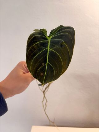 Philodendron Melanochrysum - Talea con radici