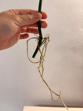 Philodendron Melanochrysum - Talea con radici