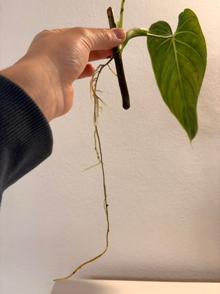 Philodendron Melanochrysum