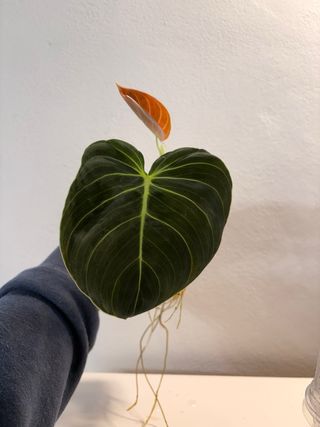 Philodendron Melanochrysum