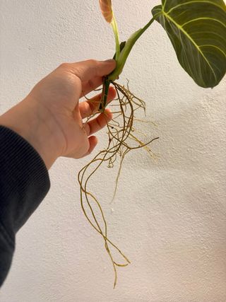 Philodendron Melanochrysum