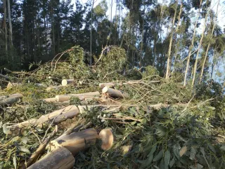 Madera de Eucalipto para Regalar. En ondarroa