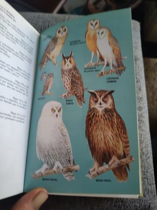 GUIA DE CAMPO AVES DE ESPAÑA Y EUROPA (GUIAS DEL NATURALISTA-AVES) (Spanish Edition)