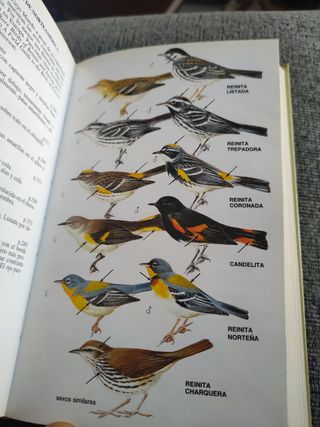 GUIA DE CAMPO AVES DE ESPAÑA Y EUROPA (GUIAS DEL NATURALISTA-AVES) (Spanish Edition)