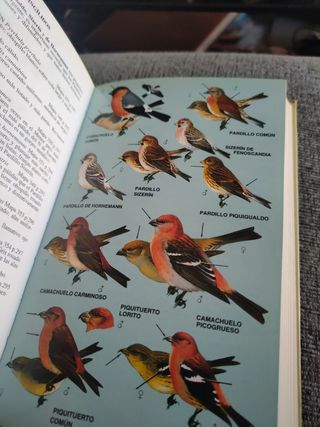 GUIA DE CAMPO AVES DE ESPAÑA Y EUROPA (GUIAS DEL NATURALISTA-AVES) (Spanish Edition)