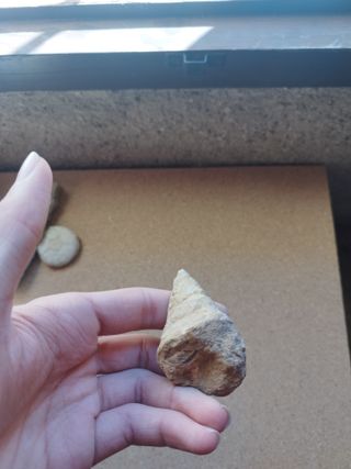 Molusco Fósil Antiguo