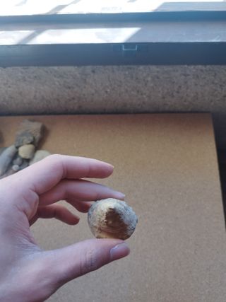 Molusco Fósil Antiguo