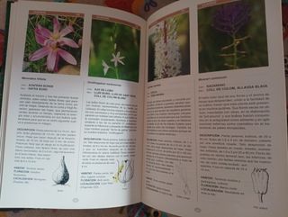 Las Flores de Menorca