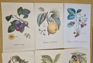 Set cartoline uccelli e frutti