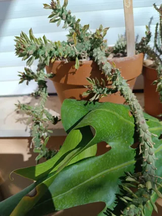 Monadenium Gentheri Planta Suculenta