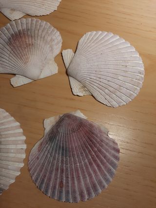 Conchiglie decorative