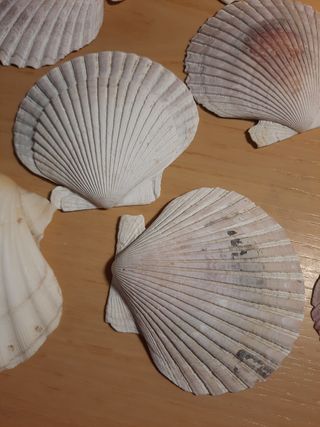 Conchiglie decorative