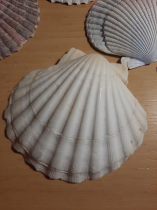 Conchiglie decorative