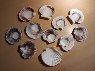 Conchiglie decorative