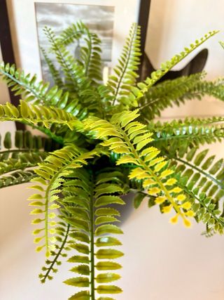 Plantas decorativas IKEA