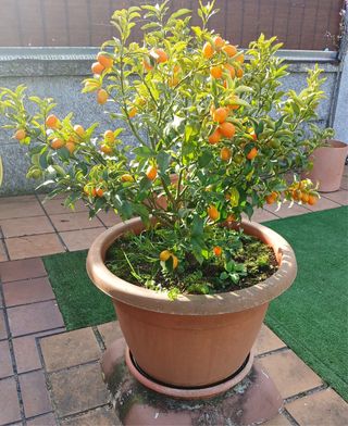 Árbol Kumquat con Frutos