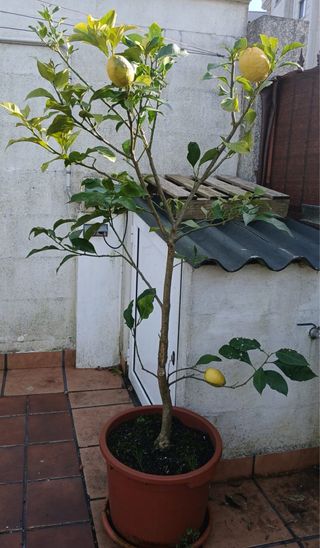 Árbol limonero