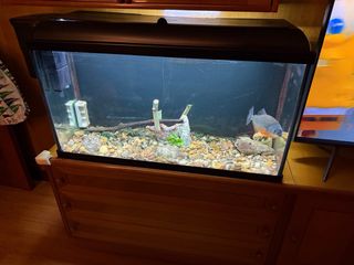 Acuario 100L