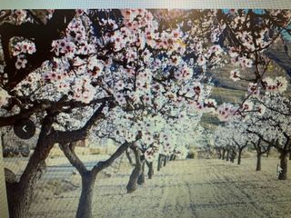 Finca agricola,ecologica y plantada de almendros