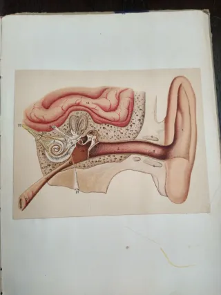 Antiguo Atlas Anatómico Gustavo Gili Troquelado