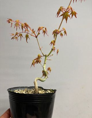 Arce palmatum yamamomijii