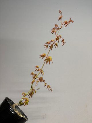 Arce palmatum yamamomijii