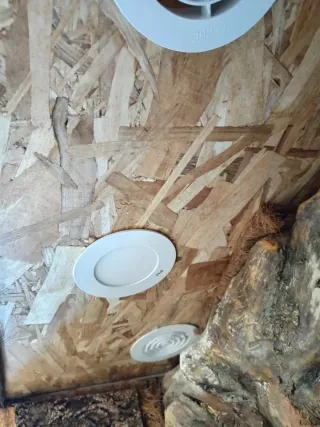 Terrario Pogonas con decoración